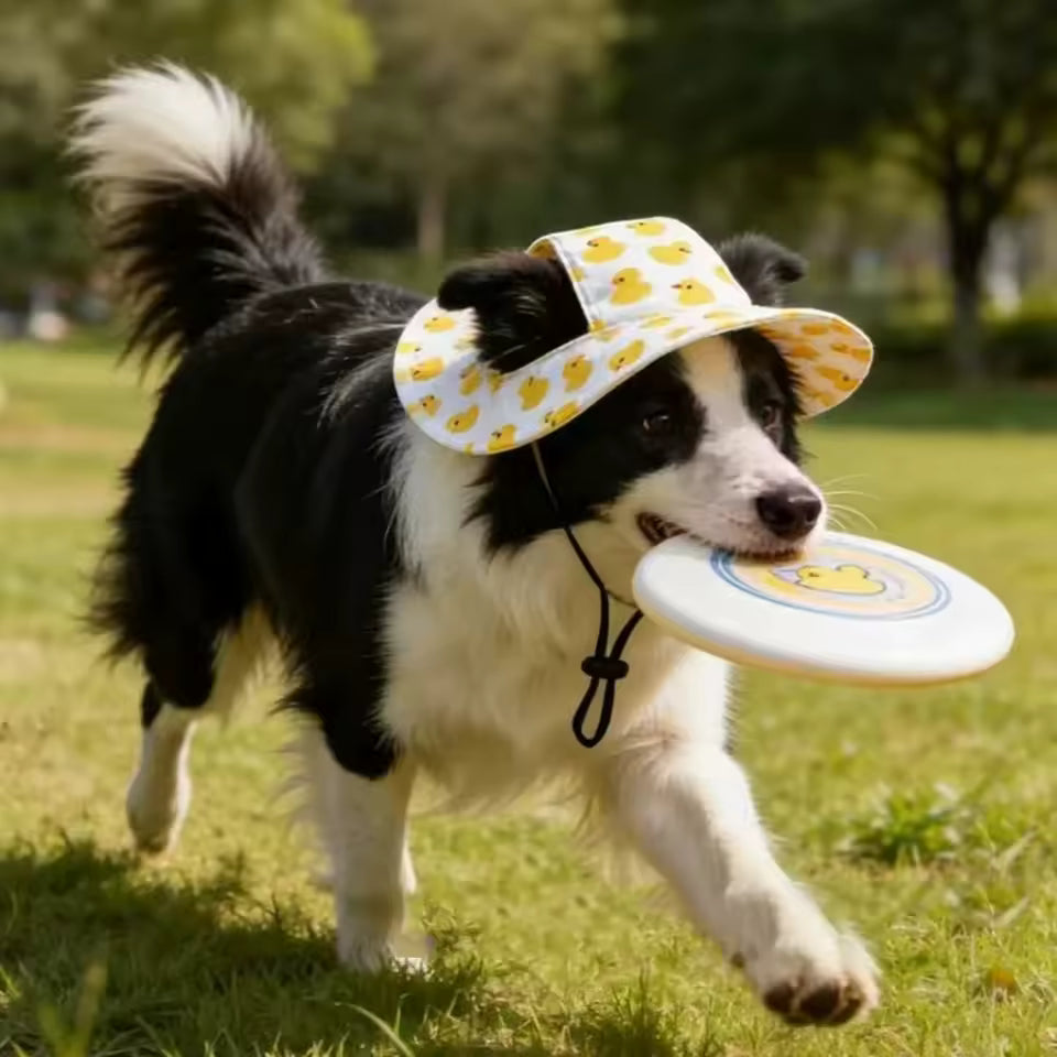 Black and white dog outdoors wearing a duck-pattern LaunchPaw hat